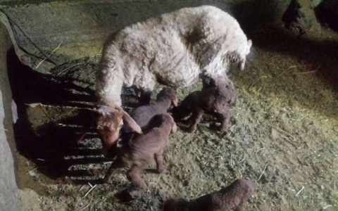 تولید گوسفند مغانی چند قلوزا